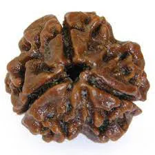 Three Mukhi Collector Rudraksha